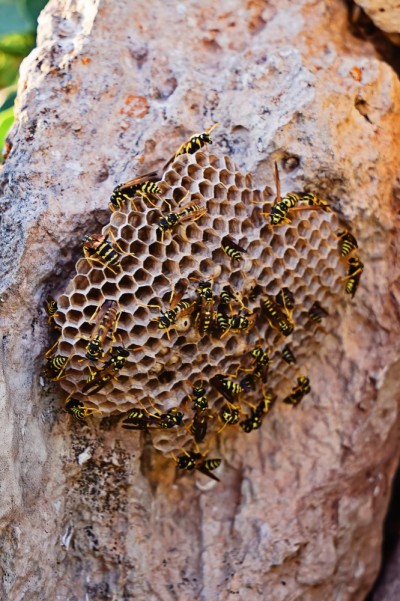 Formation pratique pour les apiculteurs sur la lutte contre les frelons